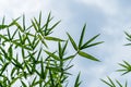 Green leaves bamboo Phyllostachys aureosulcata. Evergreen graceful plant on background of bright blue sky with white clouds