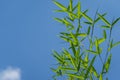 Green leaves bamboo Phyllostachys aureosulcata. Evergreen graceful plant on background of bright blue sky with white clouds