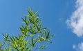 Green leaves bamboo Phyllostachys aureosulcata. Evergreen graceful plant on background of bright blue sky with white clouds