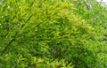 Green leaves bamboo Phyllostachys nigra, commonly known as black bamboo in spring Arboretum Park Southern Cultures