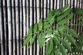 Green leaves on bamboo texture background Royalty Free Stock Photo