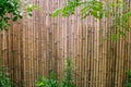 Green leaves with bamboo wall background for garden decoration. Royalty Free Stock Photo