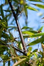 Green leaves of bambu negro, Poaceae plant from China, bamboo trees with leaves in bamboo grove in sun light