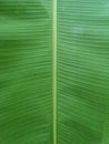 Green leaves banana background nature , Pisang Awak Cultivated banana Royalty Free Stock Photo