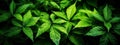 Green Leaves Banner Background. Generative Ai,