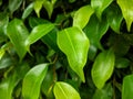 The green leaves of the banyan tree