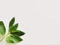 Green leaves on a white background Royalty Free Stock Photo