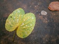 Green leaves of Bauhinia purpurea on the cement floor. Royalty Free Stock Photo