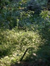 Green leaves in a beautiful field with a beautiful backlight