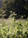 Green leaves in a beautiful field with a beautiful backlight