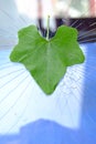 The green leaves of the beautiful gourd shape. The background is a cracked glass. Royalty Free Stock Photo