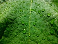 The green leaves are beautiful because they are wet and there are raindrops