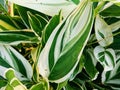 Green leaves with beautiful white motife Royalty Free Stock Photo
