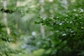 Green leaves. Beech green charming forest. Nature spring summer background with green leaves branch