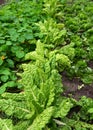 Green leaves of beets planted growing in ecological vegetable garden. Royalty Free Stock Photo