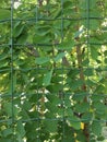 Green leaves behind an iron bars. Natural abstract wallpaper. Royalty Free Stock Photo