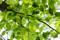 Green Leaves Royalty Free Stock Photo