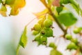 Green leaves and berries of unripe black currant on the Bush. Close-up Royalty Free Stock Photo