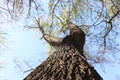 Green leaves. Big willow. Small branches. Great wallpaper. Royalty Free Stock Photo