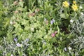 Green leaves of bigroot geranium Geranium macrorrhizum plant in garden