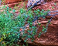 Green Leaves Bilberry Red Rocks Monument Valley Utah Royalty Free Stock Photo