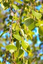 Green leaves and birch catkins close-up on a branch Royalty Free Stock Photo