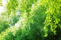 Green leaves on birch tree branches on blurred sunlight background close up, fresh lush foliage soft focus backdrop, sunny summer