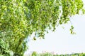 Green leaves of birch tree in city and blue sky Royalty Free Stock Photo