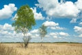 Green leaves on birch tree and dry meadow Royalty Free Stock Photo