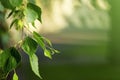 Green leaves of birch tree in spring.Fresh green leaves on birch Royalty Free Stock Photo