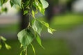 Green leaves of birch tree in spring.Fresh green leaves on birch Royalty Free Stock Photo