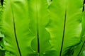 Green leaves of Bird's nest fern or Nest fern (Asplenium nidus) on black background Royalty Free Stock Photo