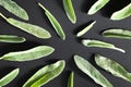 Green leaves on black background flat lay top view. Abstract background with fresh leaves, texture of fluffy leaves