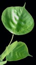 Green Leaves With Black Screen For Wallpapers And Background HD