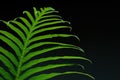 Green leaves on black background. Royalty Free Stock Photo