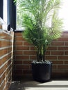 Green leaves in black ceramic pot near brick wall. Royalty Free Stock Photo