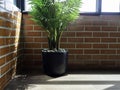 Green leaves in black ceramic pot near brick wall. Royalty Free Stock Photo