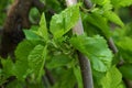 Green leaves of Black Mulberry tree, latin name Morus Nigra Royalty Free Stock Photo