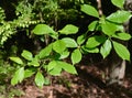 Green leaves of a black tupelo tree growing in a forest.