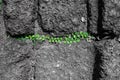 Green leaves on black and white rough stone floor background Royalty Free Stock Photo