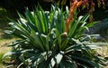 Green leaves of blooming Beschorneria yuccoides Yucca Leaves Beschorneria in Adler park Sochi resort. Succulent plant Royalty Free Stock Photo