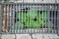 Green leaves of a blossoming plant under the bars