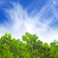 Green leaves, blue sky Royalty Free Stock Photo