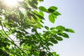 green leaves on blue sky background Royalty Free Stock Photo