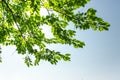 green leaves on blue sky background Royalty Free Stock Photo