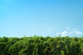 Green leaves and blue sky