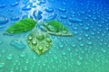 green leaves on blue water drop background ecology energy of plant life