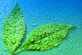 green leaves on blue water drop background ecology energy of plant life Royalty Free Stock Photo