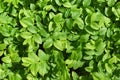 Green leaves of blueberry, top view and close up, plant in forest