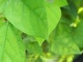 A green leaves blur background Royalty Free Stock Photo